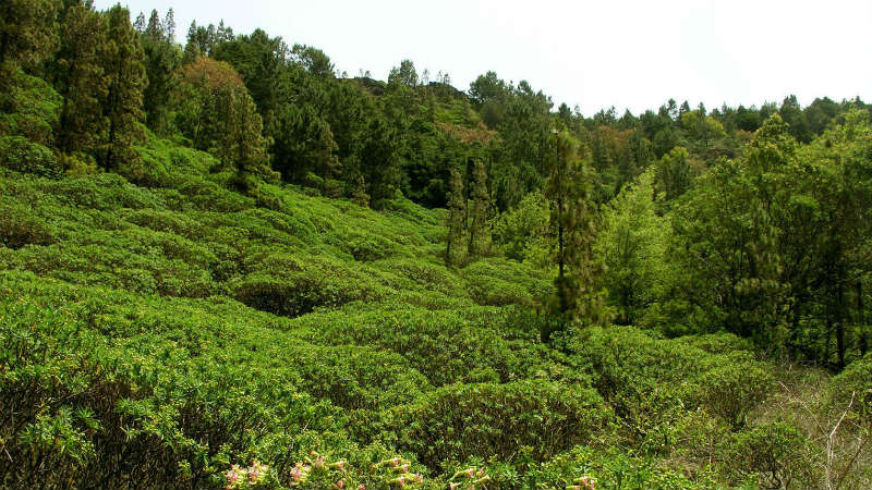 Monte Gordo nationaal park - Sao Nicolau
