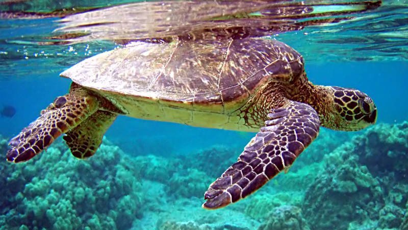 Schildpad in de Kaapverdische zee