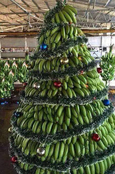 Kerstboom Kaapverdië