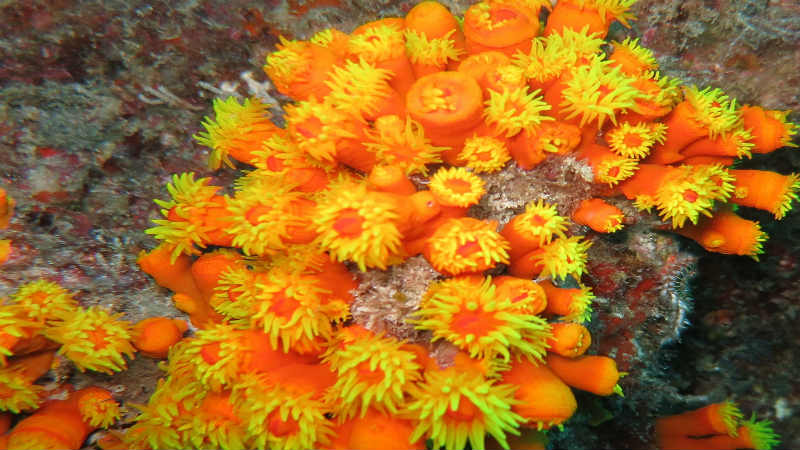 Kleurrijke zeeanemonen