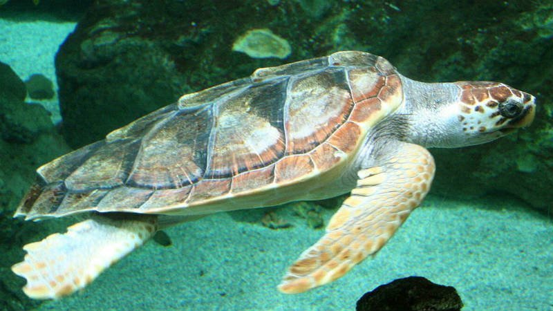 Schildpad