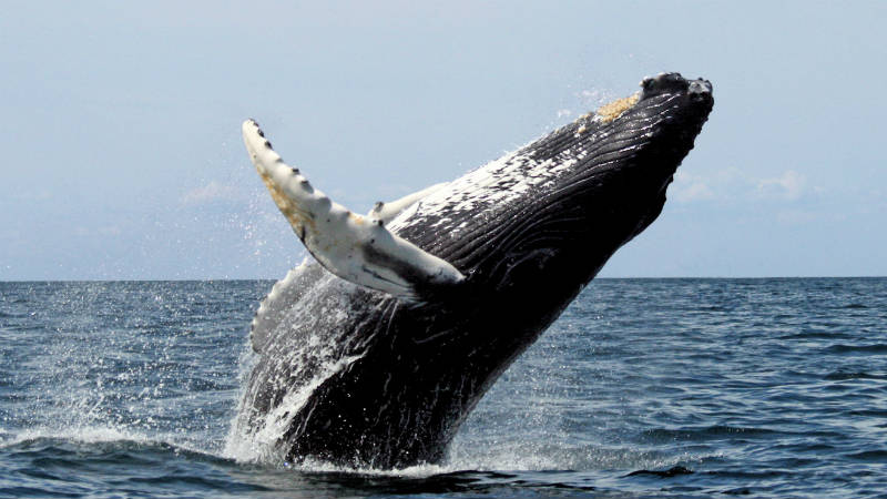 Bultrugwalvis