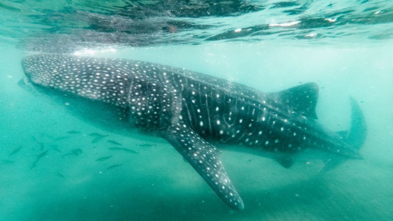 Walvishaai